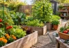 How to Start a Vegetable Garden From Scratch How to Start a Vegetable Garden From Scratch